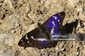 Attēlu rezultāti vaicājumam “Apatura iris male”