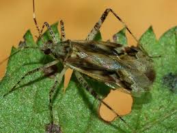 Attēlu rezultāti vaicājumam “Phytocoris longipennis”