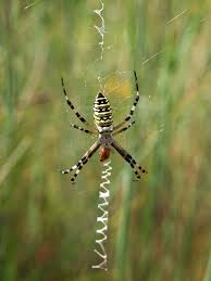 Attēlu rezultāti vaicājumam “Argiope bruennichi female”