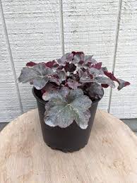 Image result for Heuchera `Midnight Rose`
