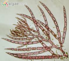 Attēlu rezultāti vaicājumam “Bulbochaete mirabilis”