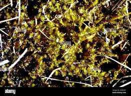 Attēlu rezultāti vaicājumam “Campylium stellatum”