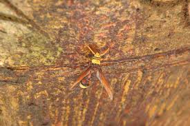 Attēlu rezultāti vaicājumam “Eumenidae”