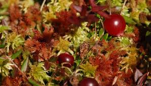 Attēlu rezultāti vaicājumam “Oxycoccus palustris fruit”