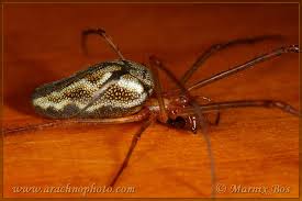 Attēlu rezultāti vaicājumam “Tetragnatha montana”