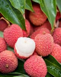 Image result for Litchi chinensis