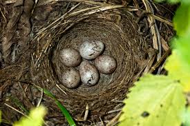 Attēlu rezultāti vaicājumam “Emberiza schoeniclus nest”