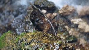 Attēlu rezultāti vaicājumam “Brefeldia maxima plasmodium”