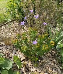 Image result for Campanula patula