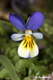Attēlu rezultāti vaicājumam “Viola tricolor subsp. curtisii”