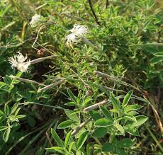 Attēlu rezultāti vaicājumam “Dianthus arenarius bud”