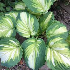 Image result for Hosta Warpaint