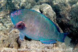 Image result for Calotomus carolinus