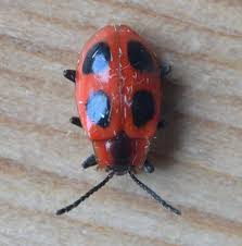 Attēlu rezultāti vaicājumam “Endomychus coccineus”