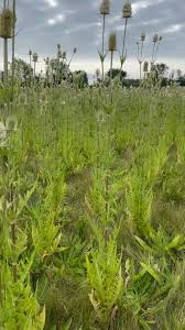 Image result for Dipsacus laciniatus