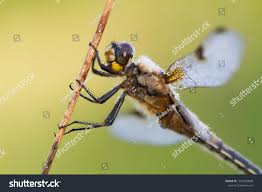 Attēlu rezultāti vaicājumam “Libellula quadrimaculata imago”