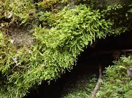 Attēlu rezultāti vaicājumam “Anomodon longifolius”