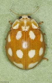 Attēlu rezultāti vaicājumam “Calvia decemguttata”