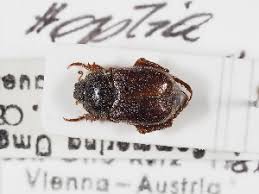 Attēlu rezultāti vaicājumam “Hoplia graminicola”