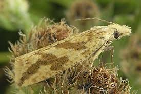 Attēlu rezultāti vaicājumam “Thiodia citrana”