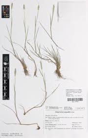 Attēlu rezultāti vaicājumam “Alopecurus aequalis leaf”