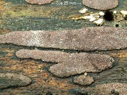 Attēlu rezultāti vaicājumam “Hypoxylon vogesiacum”