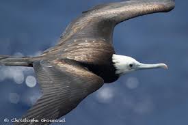 Image result for Fregata aquila