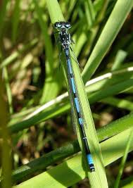Attēlu rezultāti vaicājumam “Coenagrion pulchellum male”