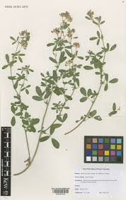 Attēlu rezultāti vaicājumam “Medicago x varia  flower”