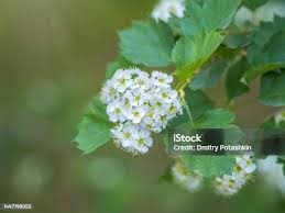 Attēlu rezultāti vaicājumam “Spiraea chamaedryfolia flower”