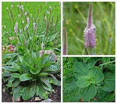 Attēlu rezultāti vaicājumam “Plantago media”