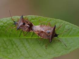 Attēlu rezultāti vaicājumam “Elasmucha ferrugata”