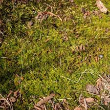 Attēlu rezultāti vaicājumam “Sciuro-hypnum curtum sporophyte”