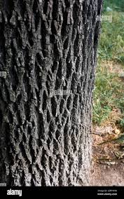 Attēlu rezultāti vaicājumam “Fraxinus pennsylvanica fruit”