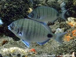 Image result for Diplodus cadenati