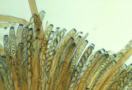 Attēlu rezultāti vaicājumam “Peziza vesiculosa”