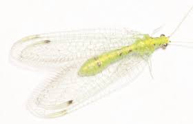 Attēlu rezultāti vaicājumam “Chrysopidae”