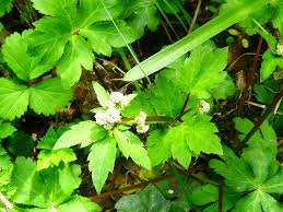 Attēlu rezultāti vaicājumam “Sanicula europaea bud”