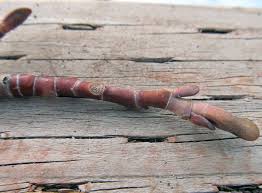 Attēlu rezultāti vaicājumam “Liriodendron tulipifera bud”