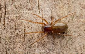 Attēlu rezultāti vaicājumam “Linyphiidae”