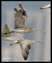 Attēlu rezultāti vaicājumam “Numenius arquata”