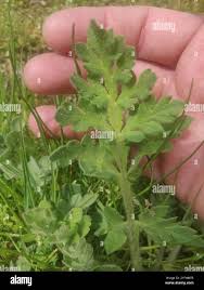 Attēlu rezultāti vaicājumam “Libanotis montana leaf”