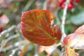 Attēlu rezultāti vaicājumam “Crataegus persimilis”