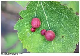 Attēlu rezultāti vaicājumam “Harmandia”