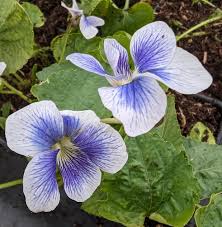 Attēlu rezultāti vaicājumam “Viola sororia flower”