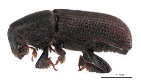 Attēlu rezultāti vaicājumam “Hylastes sp.”