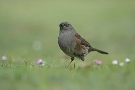 Attēlu rezultāti vaicājumam “Prunella modularis adult”