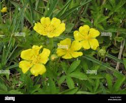 Attēlu rezultāti vaicājumam “Potentilla reptans leaf”