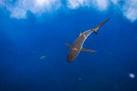 Image result for Carcharhinus falciformis