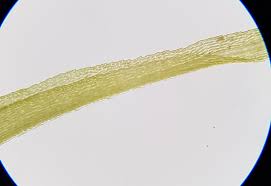 Attēlu rezultāti vaicājumam “Dicranum majus”